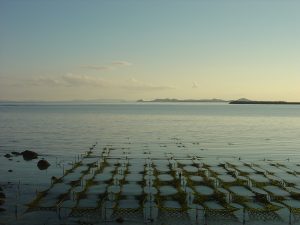 seaweed nets